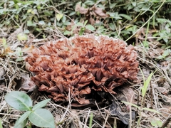 Podoscypha multizonata