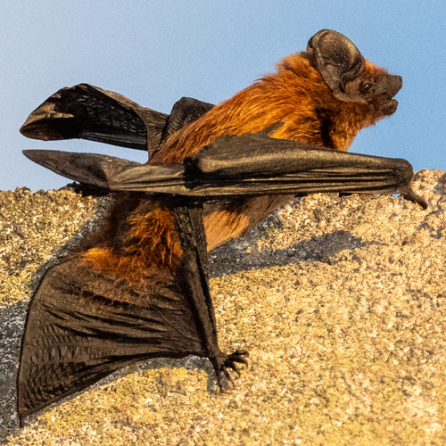 Azores Noctule, 9930 Lajes do Pico, Portugal, photo 5 of 10