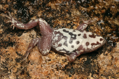 Orange-Crowned Toadlet photo 3