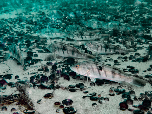 Gestreepte zandbaars (Paralabrax nebulifer) — Serranidae