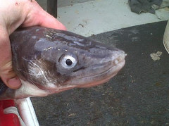 Conger oceanicus