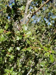 Quercus palmeri