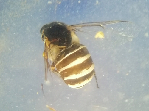 Ogcodes zonatus