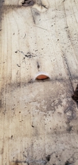 Corinnoidea