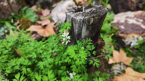 white ramping-fumitory