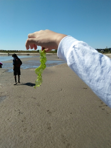iNaturalist observation photo of Broadleaf Sea Lettuce