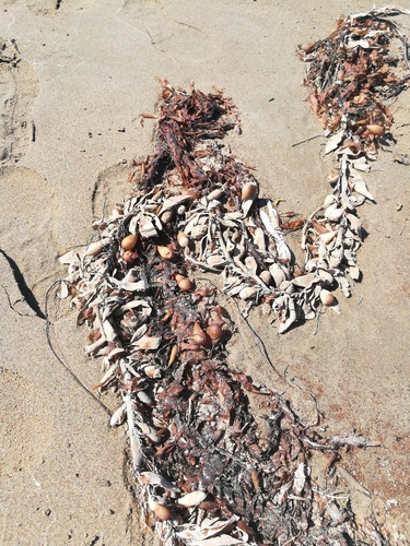 iNaturalist observation photo of Feather Boa Kelp