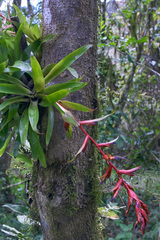 Tillandsia guatemalensis
