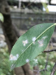 Podosphaera leucotricha