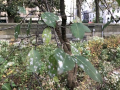 Podosphaera leucotricha