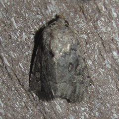 Aleptina inca