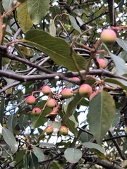 Podosphaera leucotricha