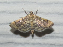 Bicilia iarchasalis