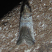 Chararica hystriculella - Photo (c) Chuck Sexton, algunos derechos reservados (CC BY-NC), uploaded by Chuck Sexton
