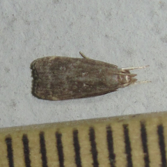Helcystogramma melantherella
