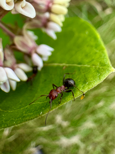 Allegheny Mound Ant photo 5
