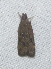 Helcystogramma melantherella