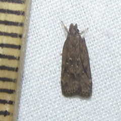 Helcystogramma melantherella