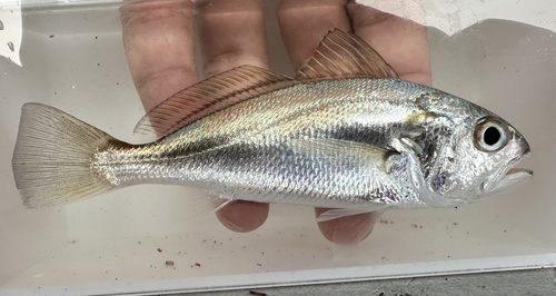 Donkey croaker (Pennahia anea) — Sciaenidae — 4