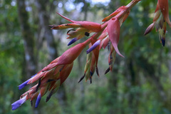 Tillandsia guatemalensis