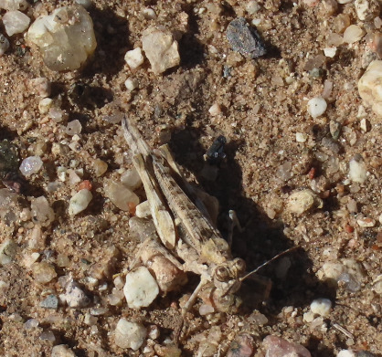 Derotmema laticinctum