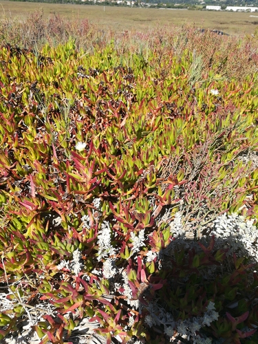 iNaturalist observation photo of sea figs