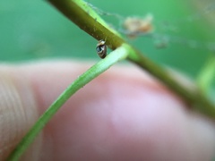 Clitostethus arcuatus