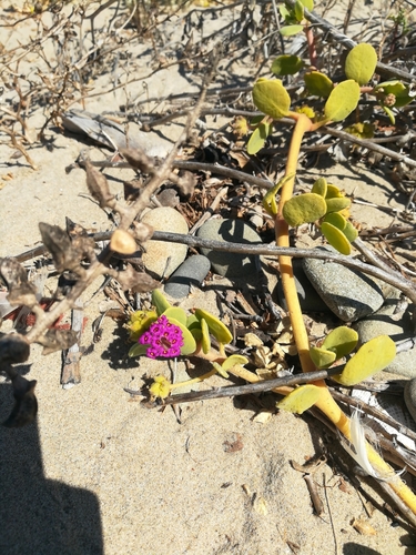 iNaturalist observation photo of red sand-verbena