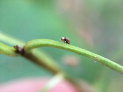 Clitostethus arcuatus