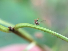 Clitostethus arcuatus