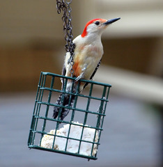 Melanerpes carolinus