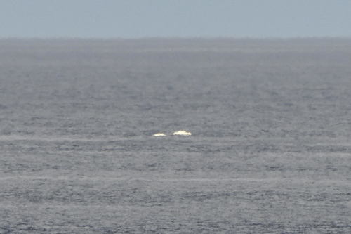 Beluga whale