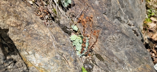 Saxifraga luteoviridis, photograph 5