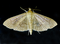Patania silicalis