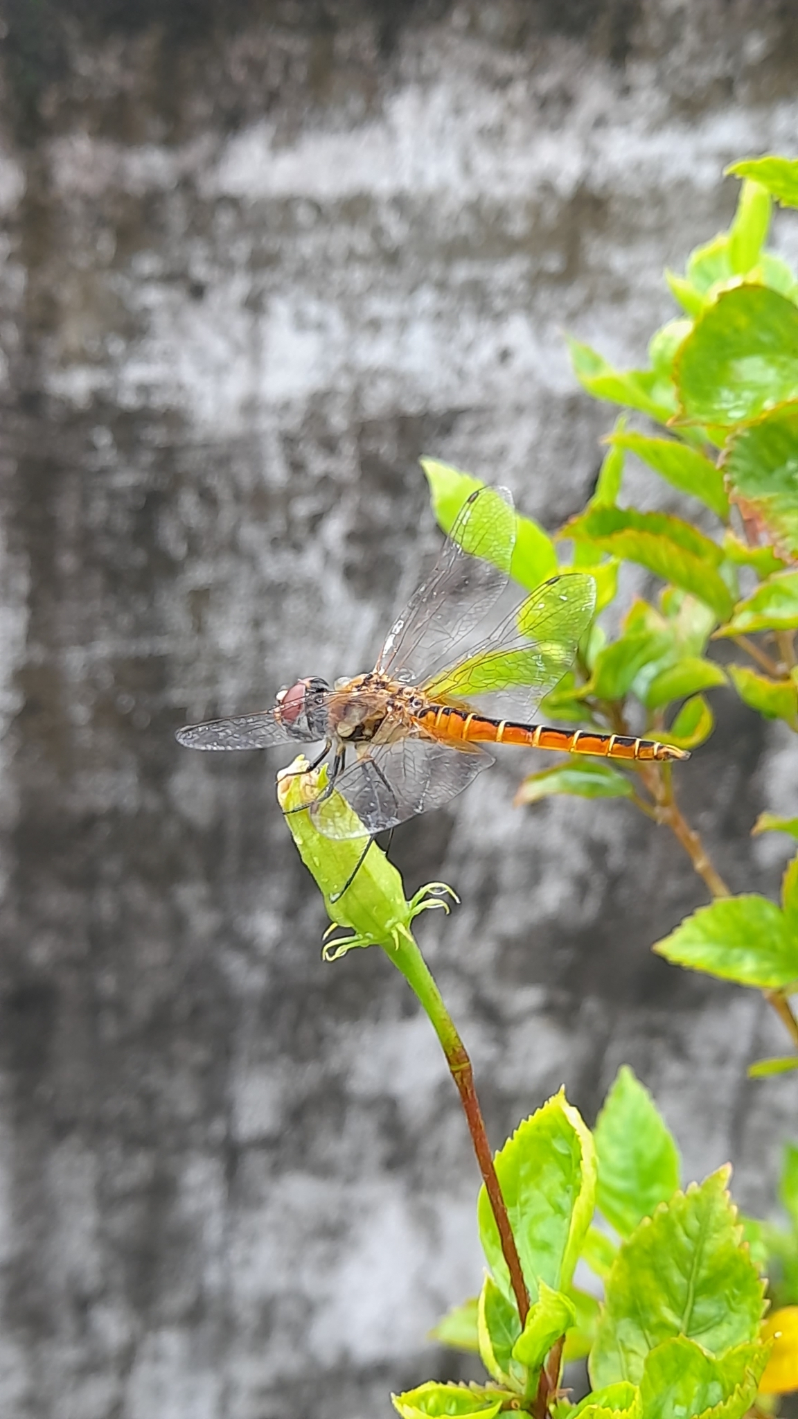 Estuarine Skimmer
