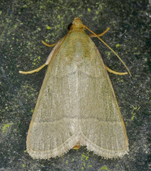 Hypsopygia nostralis