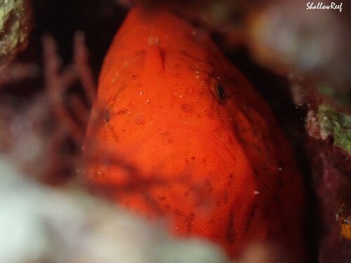 Antennatus tuberosus, 2025-06-14