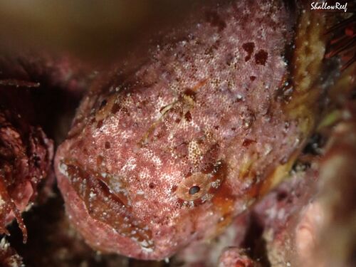 Antennatus tuberosus, 2025-06-14