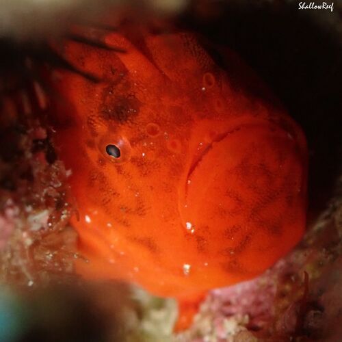 Antennatus tuberosus, 2025-06-14