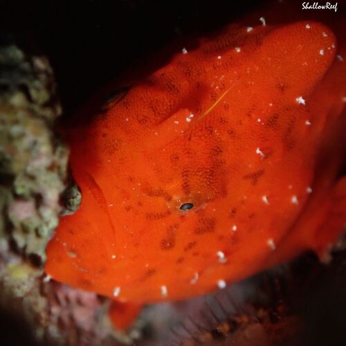 Antennatus tuberosus, 2025-06-14
