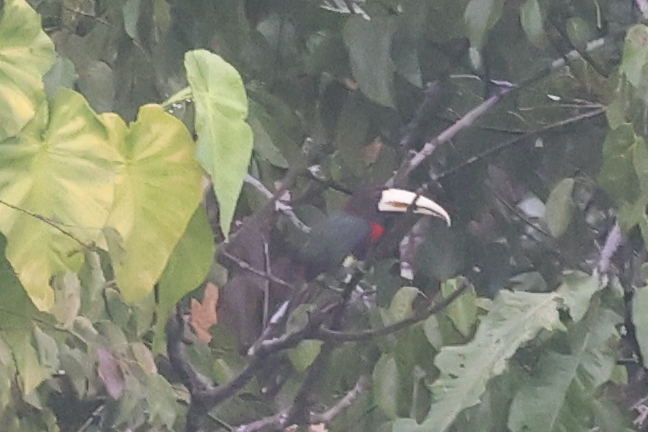 Ivory-billed Aracari (Pteroglossus azara), photo 4