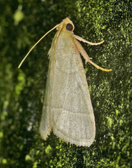 Hypsopygia nostralis