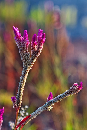 Celosia spicata