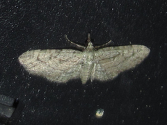 Eupithecia longidens