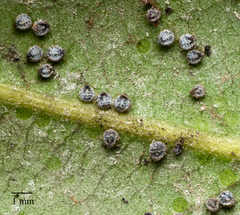 Euthoracaphis umbellulariae