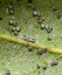 Euthoracaphis umbellulariae