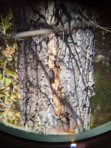 Silver-haired Bat photographed in Idaho