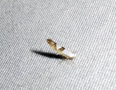 Argyresthia oreasella