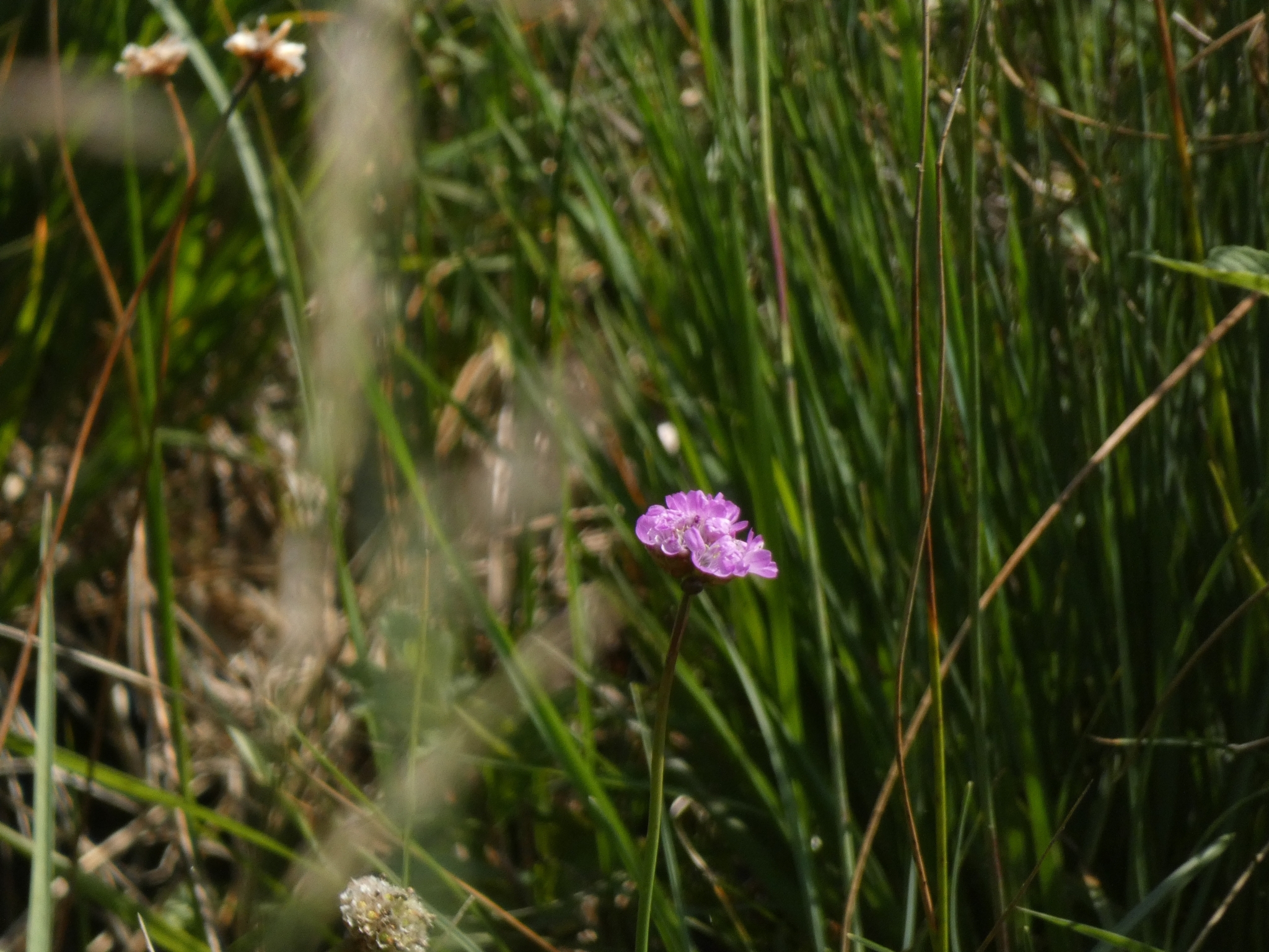 Sea thrift