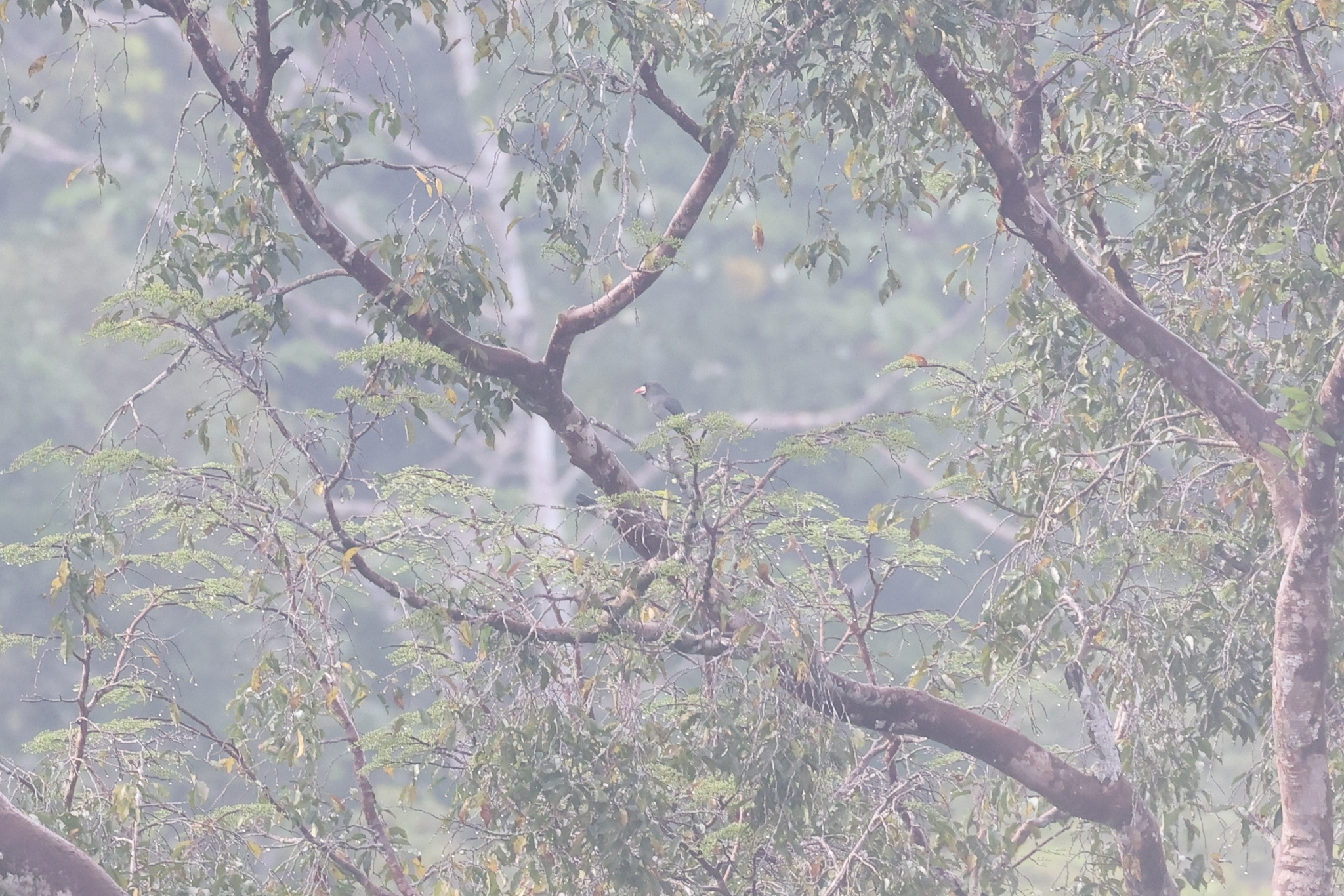 White-fronted Nunbird (Monasa morphoeus), photo 8
